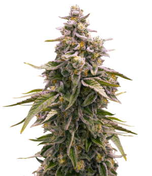 1739439183609.png 1739439183609.png