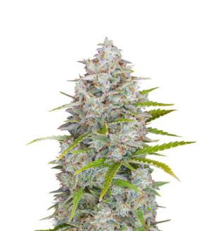 1739444679453.png 1739444679453.png