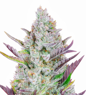 1739531312339.png 1739531312339.png