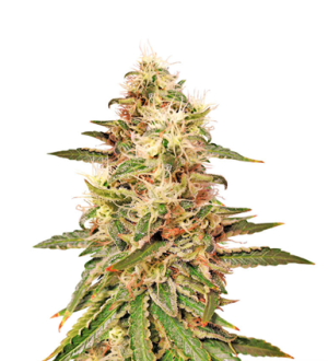 1739531320984.png 1739531320984.png