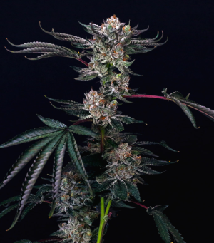 1739553203523.png 1739553203523.png