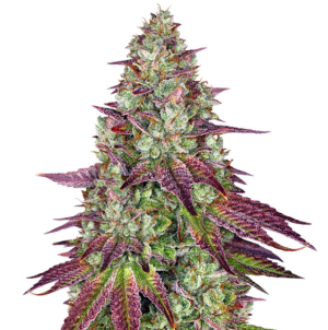 1739618657859.png 1739618657859.png