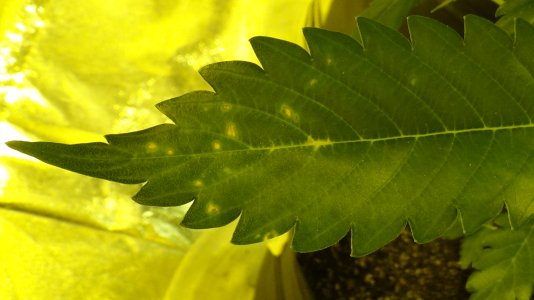 DSC03741.JPG DSC03741.JPG