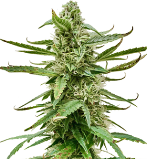 1739725764447.png 1739725764447.png