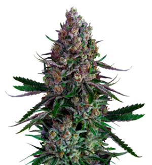 1739995160400.png 1739995160400.png