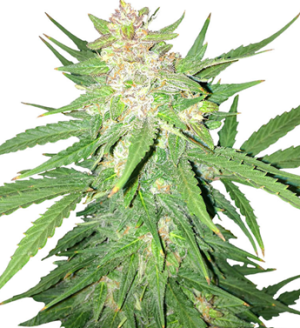 1740066126898.png 1740066126898.png