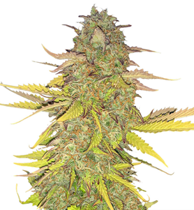 1740066138194.png 1740066138194.png