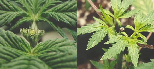 1740066869675.png 1740066869675.png