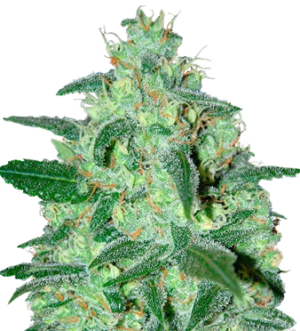 1740076013062.png 1740076013062.png