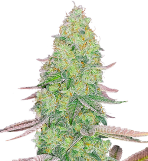 1740328811980.png 1740328811980.png