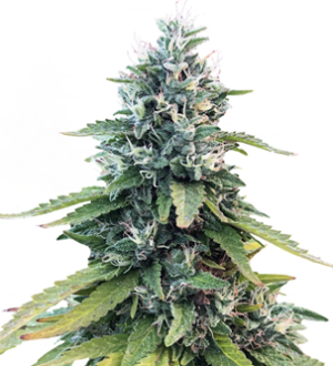 1740419972705.png 1740419972705.png