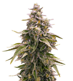 1740419980435.png 1740419980435.png