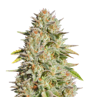 1740420670759.png 1740420670759.png