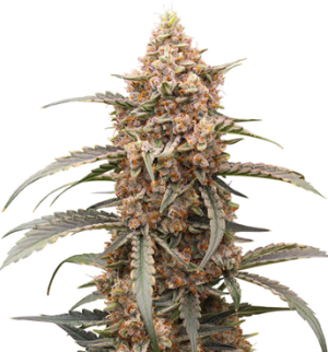 1740420673981.png 1740420673981.png