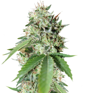 1740482532699.png 1740482532699.png