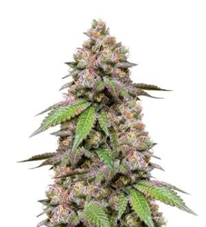 1740649703012.png 1740649703012.png