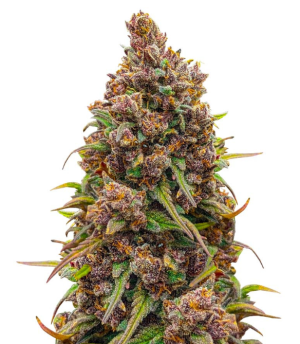 1740652897996.png 1740652897996.png