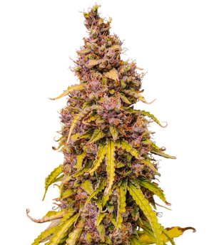 1740652979463.png 1740652979463.png