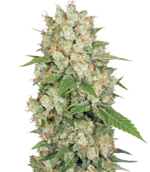 1740681243596.png 1740681243596.png