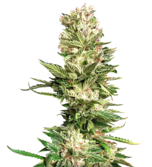 1740681298917.png 1740681298917.png