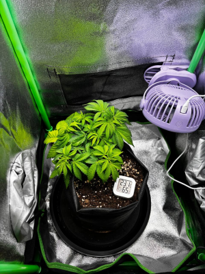 1740743612732.png 1740743612732.png