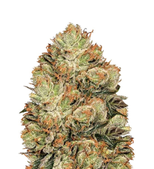 1740817571803.png 1740817571803.png