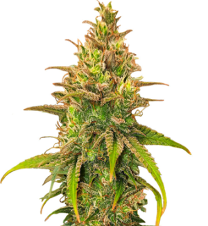 1740905584176.png 1740905584176.png