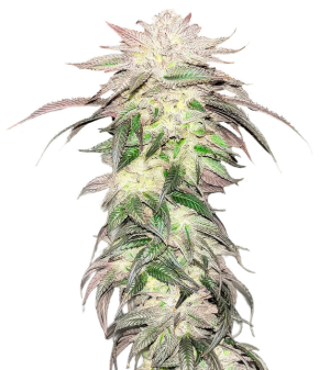 1741021697373.png 1741021697373.png