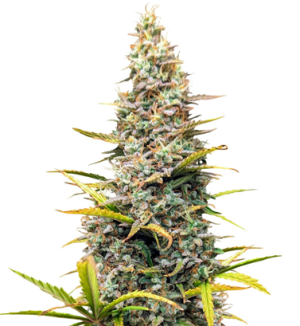 1741091627200.png 1741091627200.png