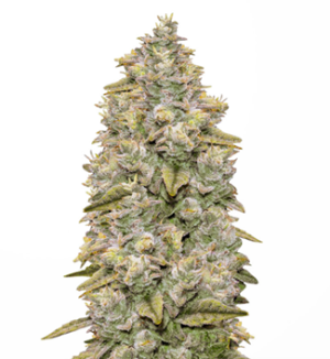 1741091632017.png 1741091632017.png