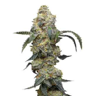 1741091636129.png 1741091636129.png