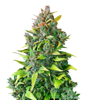 1741124494370.png 1741124494370.png