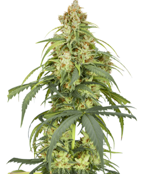 1741124559753.png 1741124559753.png