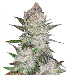 1741168840111.png 1741168840111.png