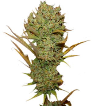 1741168847884.png 1741168847884.png