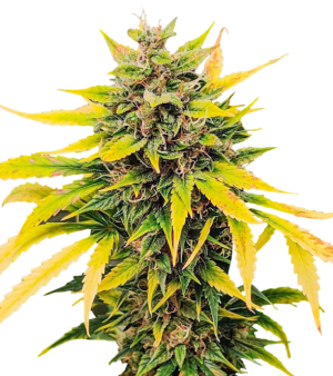 1741178022061.png 1741178022061.png