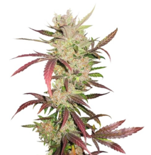 1741178040793.png 1741178040793.png