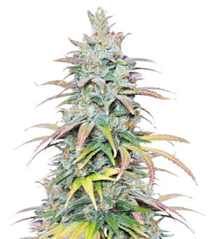 1741195919535.png 1741195919535.png