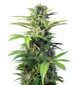 1741294683821.png 1741294683821.png