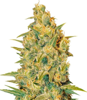 1742121971368.png 1742121971368.png