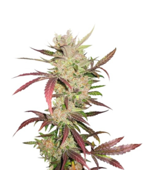 1742125130676.png 1742125130676.png