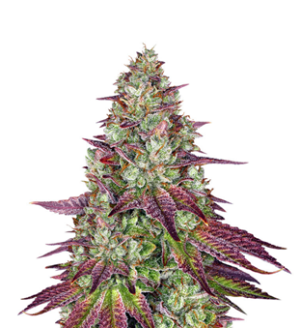 1742139711745.png 1742139711745.png