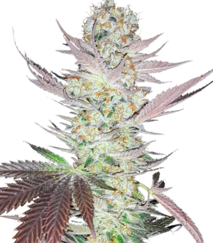 1742151534984.png 1742151534984.png