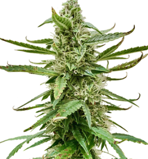 1742156596792.png 1742156596792.png