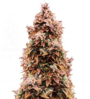 1742198853084.png 1742198853084.png