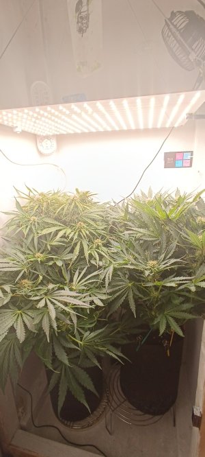 IMG_20250317_180514.jpg IMG_20250317_180514.jpg