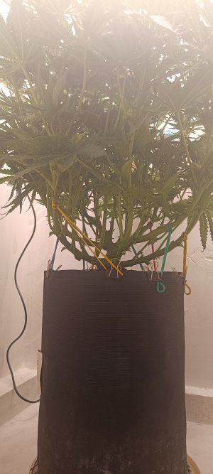 IMG_20250317_171849.jpg IMG_20250317_171849.jpg