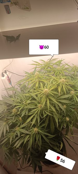 IMG_20250317_181157.jpg IMG_20250317_181157.jpg