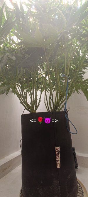 IMG_20250317_181454.jpg IMG_20250317_181454.jpg