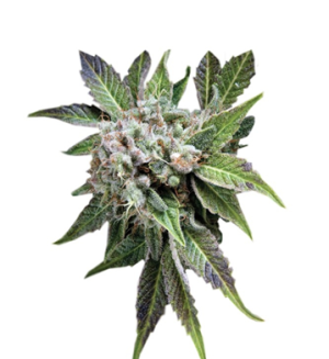 1742277341360.png 1742277341360.png